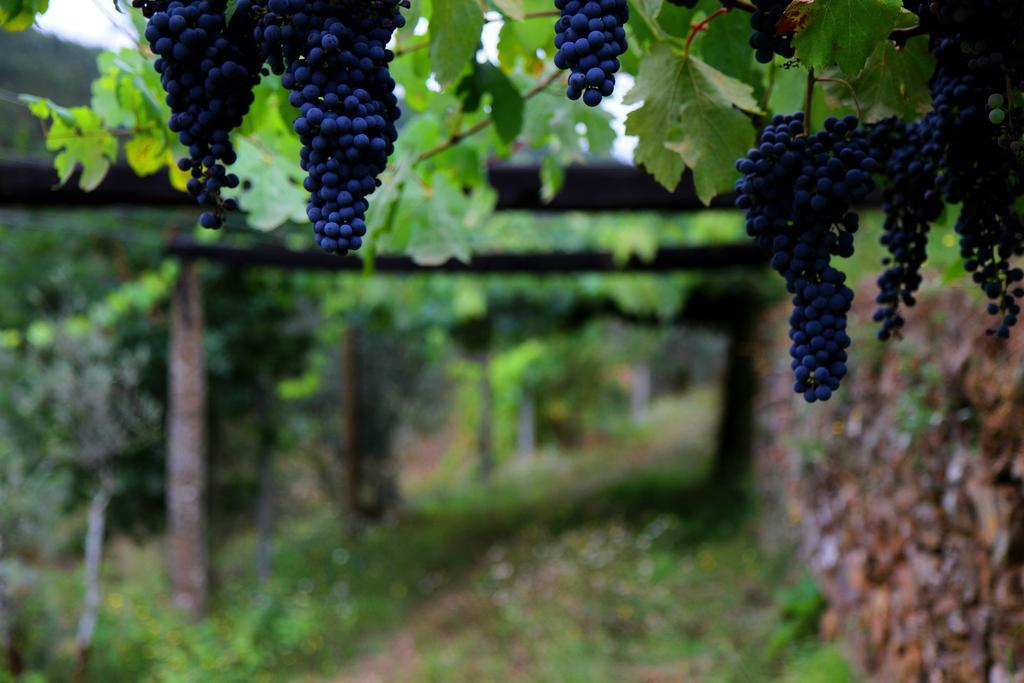 Quinta De Gildinho Βίλα Εξωτερικό φωτογραφία